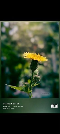 🪴🌻📸 #mobilephotography #lightroomediting #lightroom #photoediting #photography #