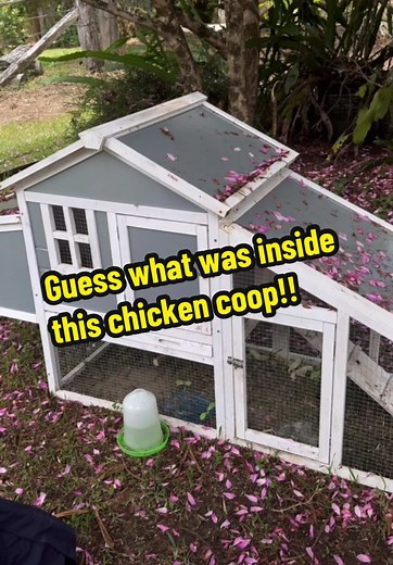 Unexpected visitor found inside homeowners chook pen!! 🐍🐓 . . . . . #australia #snake #qld #wildlife #snakecatcher #sunshinecoast #reptile #snakes #nonvenomous #coastalcarpetpython