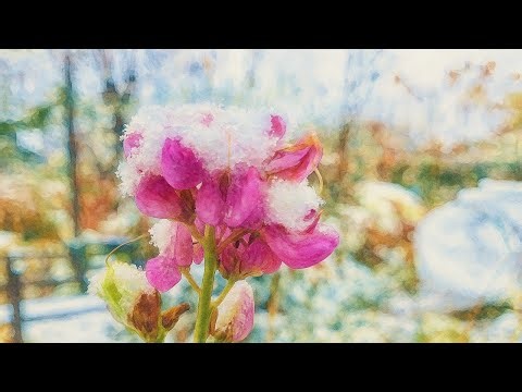 ❄️🌿 A Snowy Awakening in a French Countryside Garden 🌿❄️