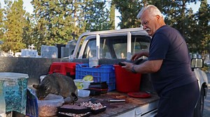 A Chypre, sur « l’île aux chats », une maladie décime la population féline