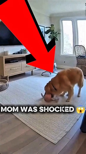 CCTV: Dog Saves Baby From Earthquake! 🐶👶 #HeroDog #DogSenses #CaughtOnCamera