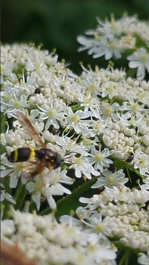 Subtle diversity of flies - a stunning Hoverfly and a prehistoric looking Empid fly