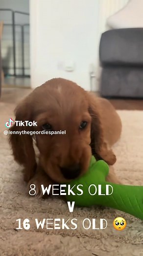 Our Growing Cocker Spaniel: 8 to 16 Weeks Transformation