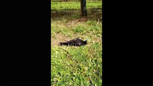 How climate stress is triggering irreversible feedback loops