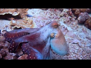 Crafty Octopus Suddenly Changes Colour
