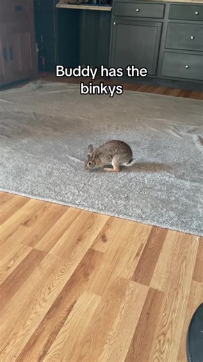 Buddy the Bunny Enjoys His Binkys
