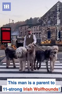 If two is company then what is 11 Irish Wolfhounds? 👀 🐺 | Daily Mail Video