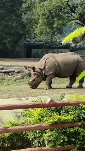 Zangle safari park kevdia #park #zoo #kevdiya #shorts #shortvideo #viral #reels