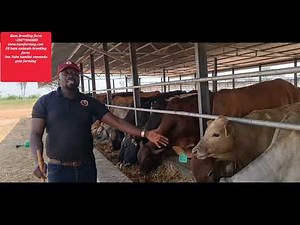 cattle feedlot in uganda by Hamiisi semanda