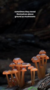 In recent years, there has been an unprecedented wave of interest in fungi due to their vast array of uses. They can feed us, heal our bodies, and even help remediate environmental disasters, yet there are millions of species still to discover. 🍄 Dive into the hidden kingdom of #fungi in the magical Omnitheater on your next visit! 🌟 https://bit.ly/4eQqf6z | Science Museum of Minnesota