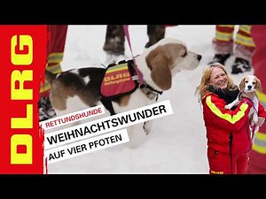 DLRG | Weihnachtswunder auf vier Pfoten