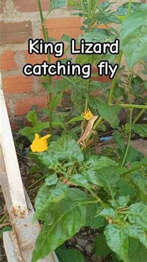 Lizard hunting fly | Reptile hunting food 🦎