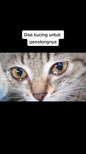 MaxFur Grooming (@maxfurgroom)’s videos with original sound - Max Noor380 - MaxFur Grooming