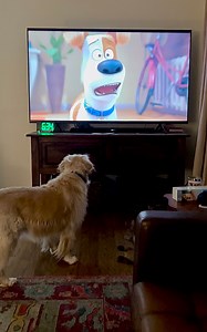 76K views · 11K reactions | We want watch SHOWS. 邏 RudeRosie | Along Came Polly, Rosie and Bubba | Facebook