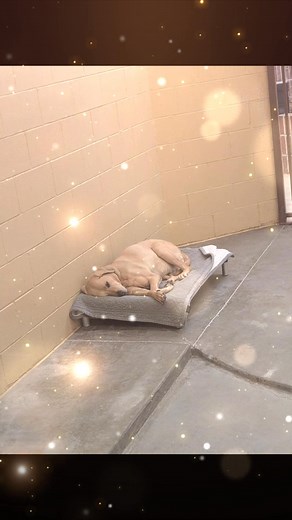 As much as Mr. Mikey knows how to make himself perfectly comfortable in his kennel, we’re wishing with all our hearts that this sweet senior finds his forever family for Christmas. He may be 10 years old, but he’s full of love, loyalty, and that mellow, gentle charm only a senior dog can offer. Mikey is not an in-your-face kind of dog — he’s the “give me treats, scratch my ears, and let’s toss the ball in the yard” kind of guy. He’s calm, affectionate, and loves being around his people. Adults, 