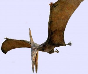 Pteranodon