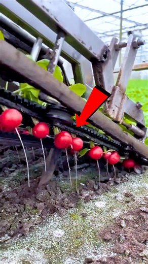 14K views · 52 reactions | Modern Farming Techniques That Will Blow Your Mind! #FarmingLife #Agriculture #SmartFarming #ViralFarms #SustainableLiving | Dime Junior | Facebook
