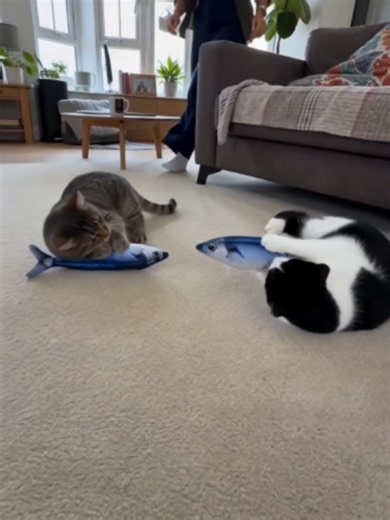 Wonderpaws motion sensor flopping fish provides daily cat enrichment #catlover #fyp #interactivecattoy #floppingfish