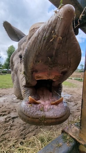 Breakfast with Beni 🌾 Did you know Greater one-horned rhinos have long lower incisor teeth for defence? But that's not all - these teeth are versatile, they are perfect for chowing down on a wide range of plants! 🦏🌱 #chesterzoo #wildlifeconservation #rhinos | Chester Zoo