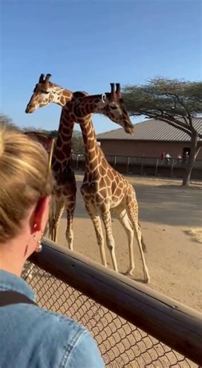 🦒 IMPOSSIBLE GIRAFFE KNOT: The World's Tallest Pretzel! 🥨