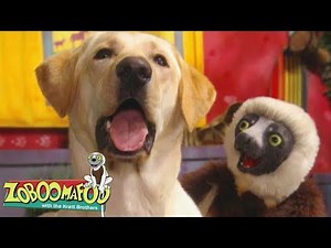 🔴 Zoboomafoo LIVE 24/7 🔴 Buddies | Zoboomafoo - WildBrain | Movies for Kids