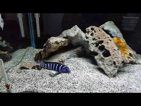 40 gallon African mbuna tank