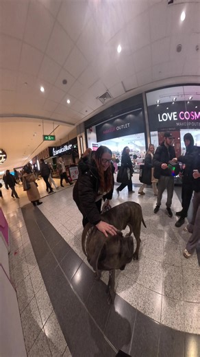 Would You Pet Shadow? Loving Big Dogs Like Cane Corsos