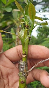 17K views · 3.6K reactions | Avocado grafting techniques #graftingtechnical #graftingtips #grafting #okulasi #cangkok #graftingtutorial #การต่อกิ่ง #avocadoscion #bonsai #языковаятрансплантация #videos #avocadografting #sambungpucuk #कलमबांधनेकाकाम #topworking #تطعيم #graftingtips #Jiàjiē #buddingresults #injerto #avocadoseedling #reels | Lombok Grafting | Facebook