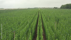 traditional agriculture in Central Europe: growing hops for beer production