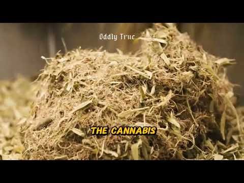 America’s Birth on Hemp Paper? The Surprising Origins of Revolutionary Documents