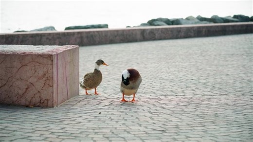 Ducks, Birds, Animal. Free Stock Video