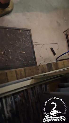 20K views · 156 reactions | A beaudesert carpet python | Harrison's Gold Coast and Brisbane Snake Catcher | Facebook