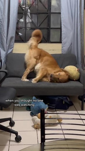Golden Retriever's Mischievous Couch Antics