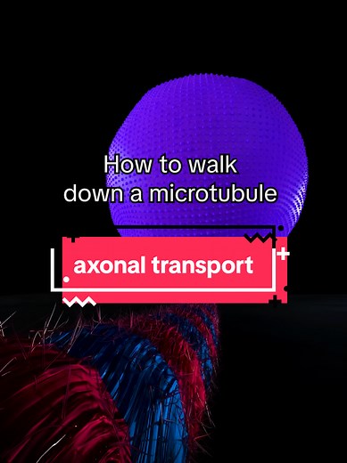 what's your favorite neurotransmitter? source footage from That Chemist Tiny Motor Proteins, Dr. G Bhanu Prakash Animated Medical Videos Molecular Motors : Kinesin, Dynein and Myosin (Animation), Single Cell Animation Kinesin: The Motor Protein That Powers Your Cells!, Kelly Frankel Locomotion of the Kinesin Motor Molecule, Thom Leach Kinesin Walking Animation | 3D Molecular Motor with Cargo review from Hayashi K, Sasaki K. Number of kinesins engaged in axonal cargo transport: A novel biomarker