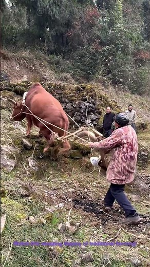 Plowing a Hill with an Ox：Traditional Farming