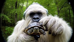 Yeti and Turtle ASMR! | Yeti Boi Vlogs