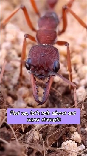 Ants Mind-Blowing Facts! 🐜✨ #education #astronomy #space #didyouknow #shorts #facts
