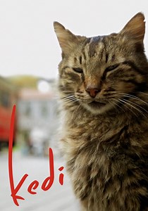 Kedi yayını: İnternette nereden film izlenir?