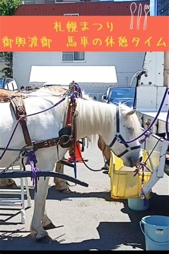 札幌まつり御輿渡御 馬車の休憩タイム