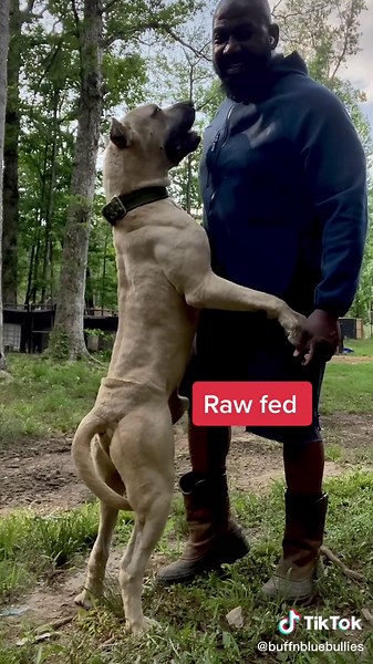 This boy is a specimen! Only 15 months old! #buffnbluebullies #fyp #foryou #viral #viralvideo #dogsofttiktok #videooftheday #americanbully #dogcommunity #xxlbully #xlbullies #puppiesoftiktok #puppies #workingdog #workingdogs #workingdogsoftiktok #musculardogs #rawfeddog #rawfeddogs