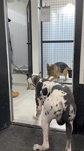 Fearful Great Dane to happy Great Dane. Full video https://youtu.be/dSXe_VziW8E | Shield-K9 Dog Training