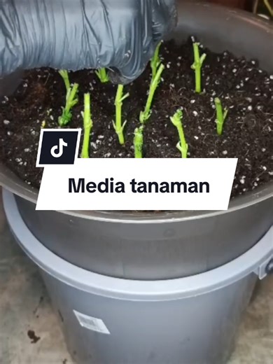 DIY Hydroponic Spinach: A Simple Guide