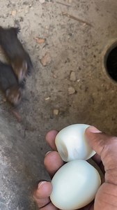 12M views · 76K reactions | Les mangoustes des mangeurs de serpents. Utile pour l’équilibre de l’écosystème | Degaule PANDA le fou sage | Facebook