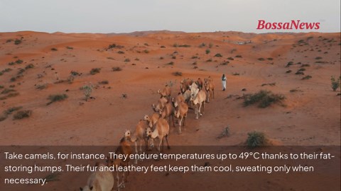 Nature’s survivors: animals that withstand blistering heat