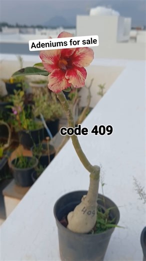 Adeniums for sale /அடிணியம் விற்பனைக்கு #adeniumsale #adeniumtamil #adeniumtamilnadu