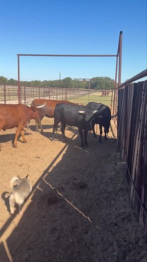 8.5K views · 49 reactions | Update- Cattle are sold. Thank you for your interest. We have 6 Corrientes heifers that have been exposed to a corriente bull for sale. Yes there is only 5 in the video, there is 1 more black heifer. Call Clay if you are interested. 817-304-1124 Price in comments. | Clay Logan Performance Horses | Facebook