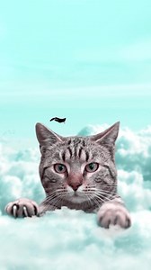 33K views · 980 reactions | Cats deserve their own Photoshop tool  by Julien Tabet https://bit.ly/47SwS56 | Adobe Photoshop | Facebook