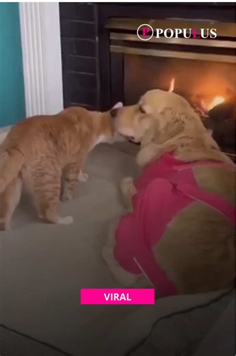 La amistad trasciende fronteras e incluso especies ✨🐾 Ser empático no es exclusivo del ser humano, pues ellos también sienten ¿Alguna vez habías visto algo tan tierno?🐱❤️🐶 #animales #viral #mascotas #perros #gatos
