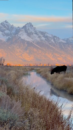 Back home after two weeks on the road. This was one of those days I’ll never forget. I’d been manifesting a bull moose in the warm spring and couldn’t stop smiling as he walked to the water. I couldn’t have asked for a better moment. I hope you enjoy the video! #tetons #grandtetonnationalpark #moose #bull #beautifuldestinations #sunrise #wildlife #reelsfypシ #Wyoming | Colorado Wild Photography
