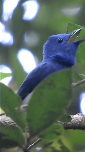 Black-naped Monarch (Hypothymis azurea ceylonensis)